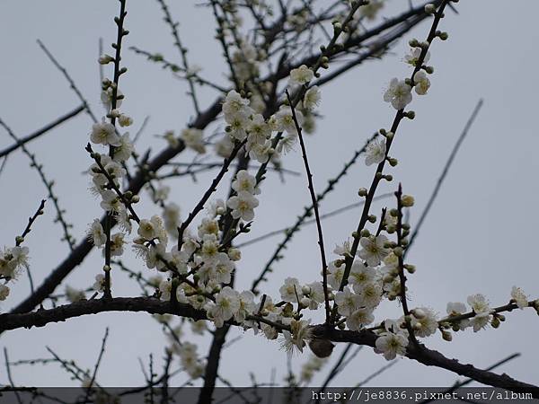 1117志成公園梅花 (11).JPG