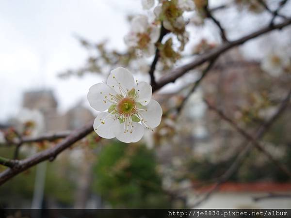 1117志成公園梅花 (43).JPG