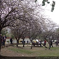 1117志成公園梅花 (14).JPG