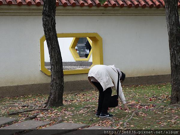 1117志成公園梅花 (26).JPG