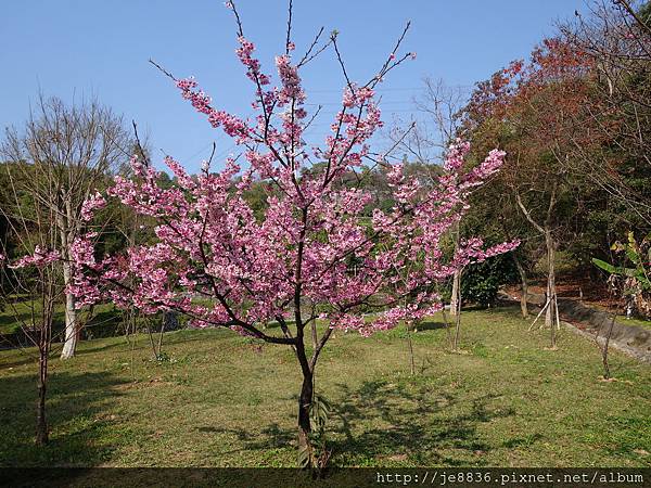 0124長庚養生村花海 026.JPG