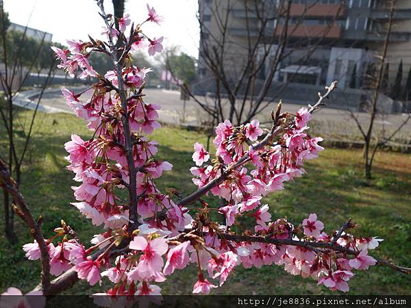 0124長庚養生村花海 020.JPG