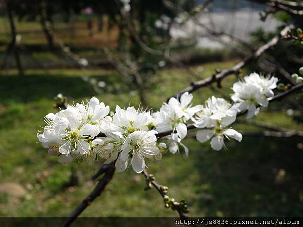 0124長庚養生村花海 030.JPG