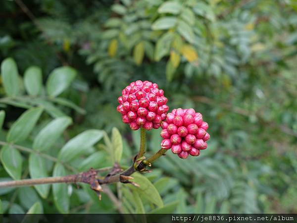 2015茶花展 156.JPG