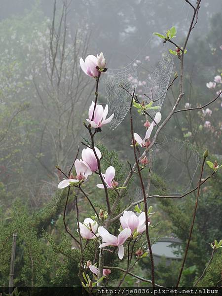 0225楓樹湖木蓮花  (3).JPG