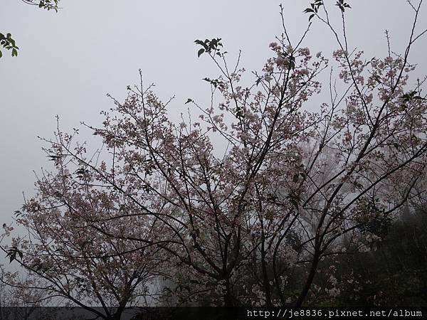 0225楓樹湖木蓮花  (12).JPG