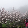 0225楓樹湖木蓮花  (23).JPG