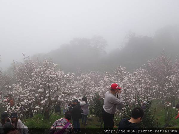 0225楓樹湖木蓮花  (30).JPG