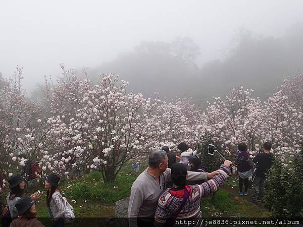 0225楓樹湖木蓮花  (33).JPG