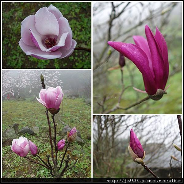 0225楓樹湖木蓮花  (53).JPG