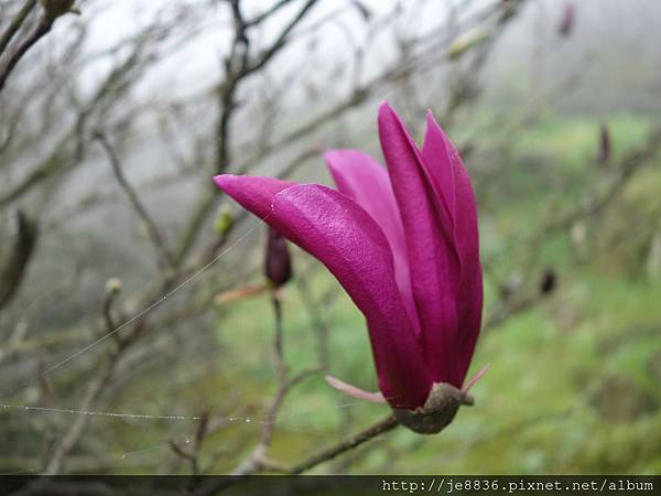 0225楓樹湖木蓮花  (54).JPG