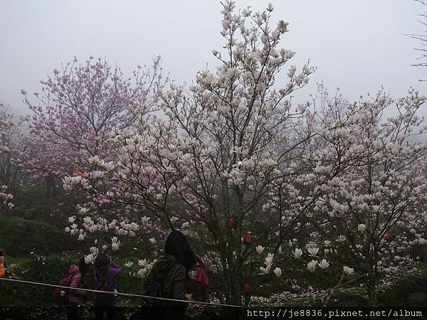 0225楓樹湖木蓮花  (76).JPG