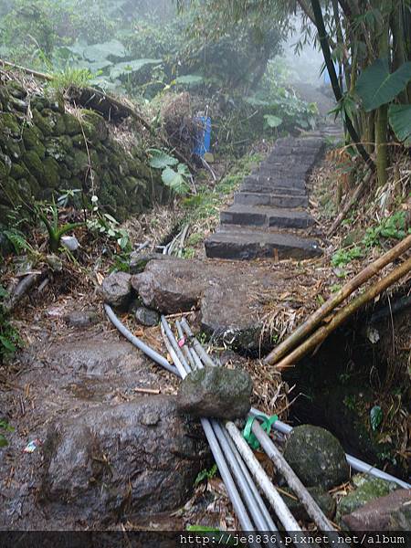 0225楓樹湖木蓮花  (78).JPG