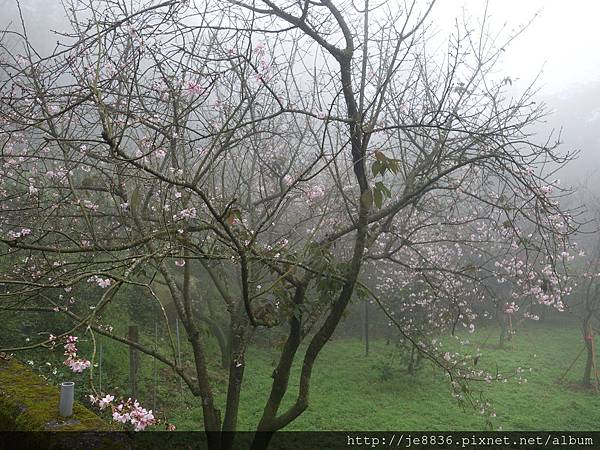 0225楓樹湖木蓮花  (89).JPG