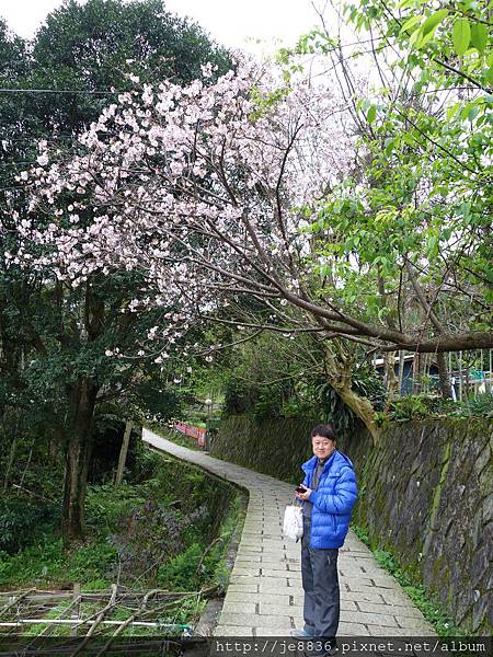 0305貓空魯冰花 (59).JPG