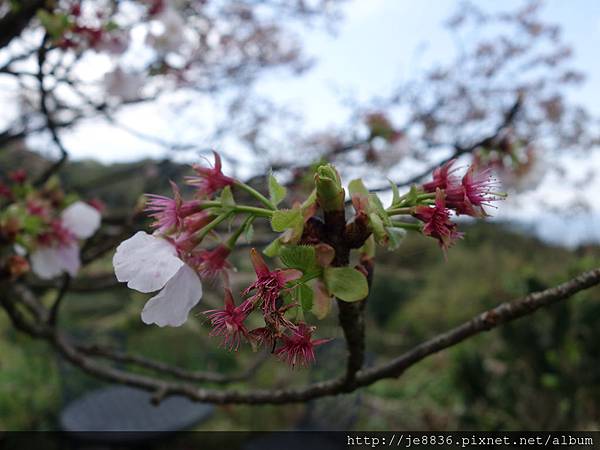 2015頂坪櫻田  (49).JPG