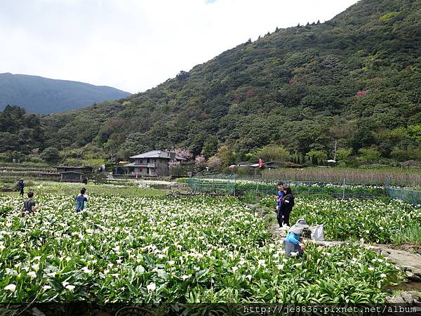 2015竹仔湖海芋 (4).JPG