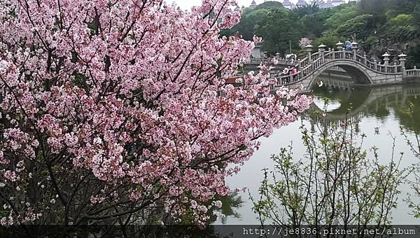 0316竹林寺吉野櫻  (4).jpg