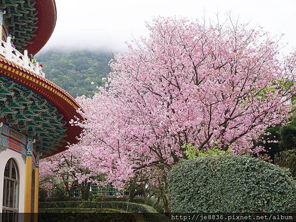 20150321天元宮櫻花季 (24).JPG