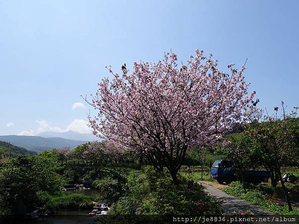 0406三生步道櫻花 (20).JPG