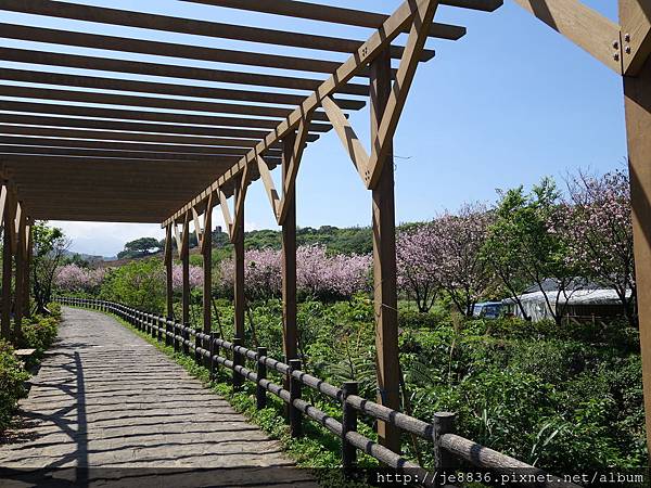 0406三生步道櫻花 (43).JPG