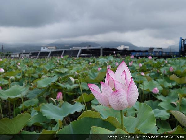 0704金山賞蓮 022.JPG