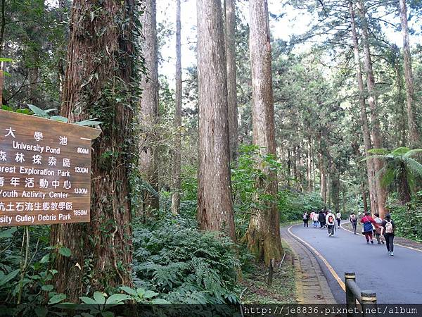 2015溪頭秋旅~溪頭森林遊樂區 (78).JPG