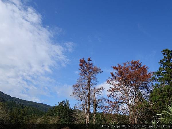 2015溪頭秋旅~溪頭森林遊樂區 (106).JPG