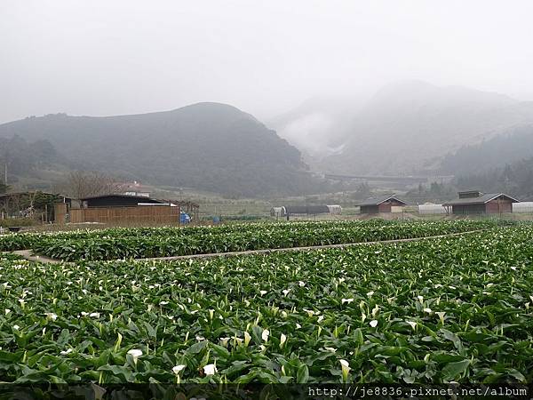 0229陽明山半日遊 (37).JPG