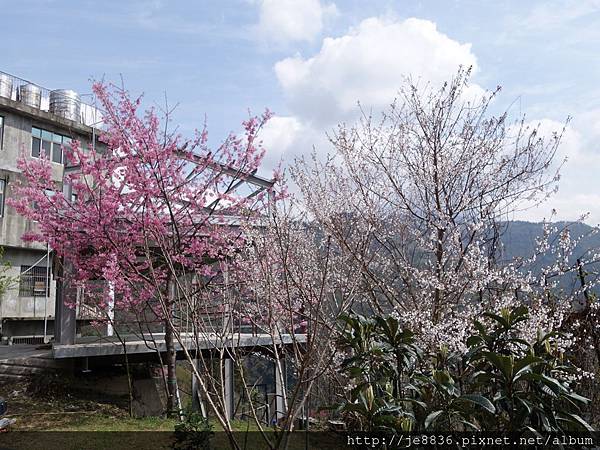 0307中巴陵櫻木花道 (15).JPG