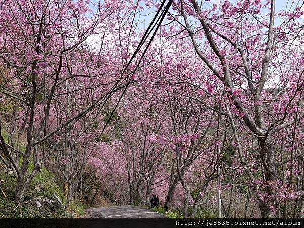 0307中巴陵櫻木花道 (32).JPG