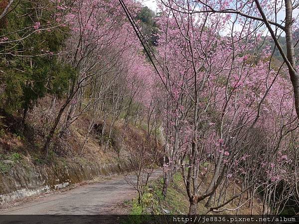 0307中巴陵櫻木花道 (34).JPG