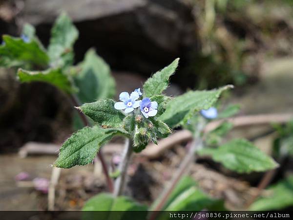 0307中巴陵櫻木花道 (35).JPG