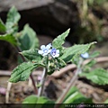 0307中巴陵櫻木花道 (35).JPG