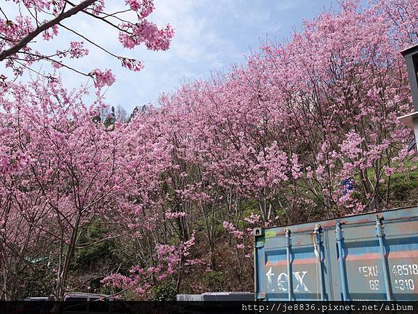 0307中巴陵櫻木花道 (45).JPG