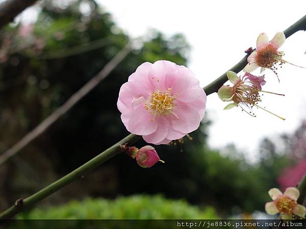 0308中正紀念堂櫻花開 (10).JPG