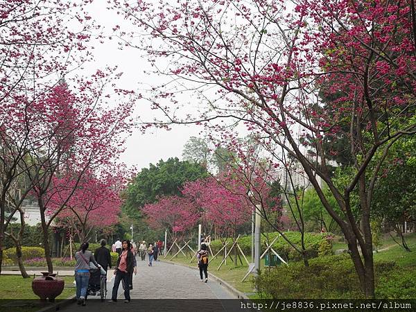 0308中正紀念堂櫻花開 (68).JPG