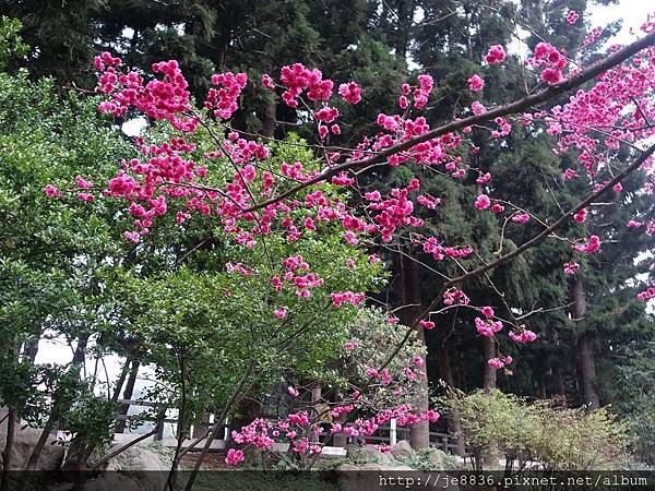 0308中正紀念堂櫻花開 (70).JPG