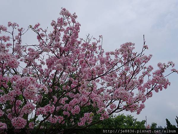 0408陽明山賞花一日遊 (39).JPG