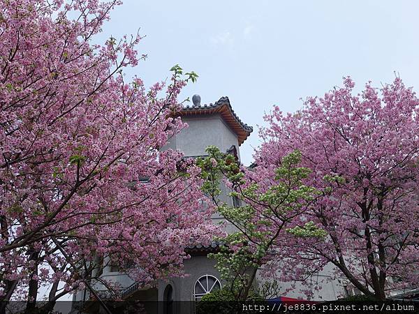 0408陽明山賞花一日遊 (114).JPG