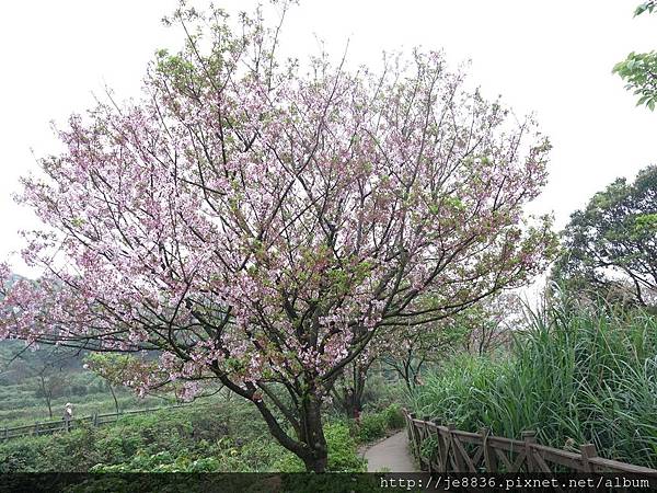 0408三芝三生步道櫻花季 (13).JPG