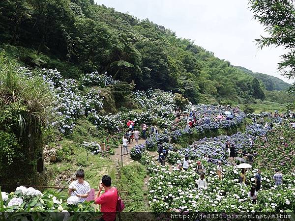 0527竹子湖繡球花季 (24).JPG