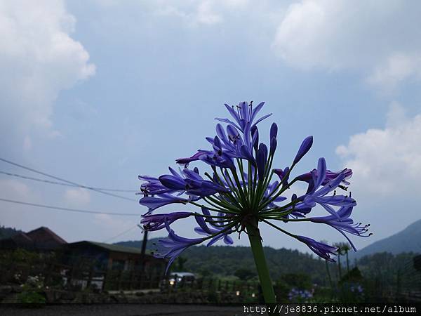 0527竹子湖繡球花季 (46).JPG