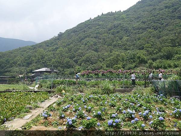 0527竹子湖繡球花季 (48).JPG