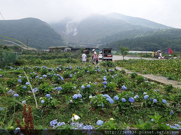 0527竹子湖繡球花季 (50).JPG