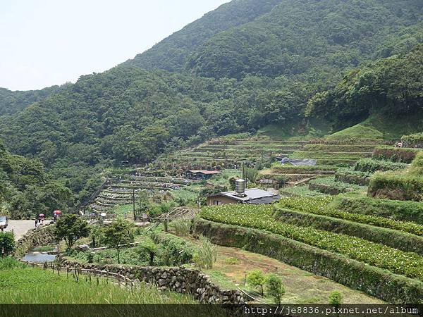 0527竹子湖繡球花季 (66).JPG