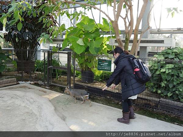 0125神戶動物王國  (27).JPG