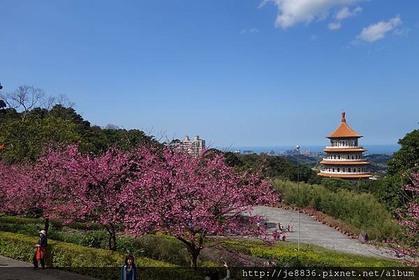 0215天元宮三色櫻 (27).JPG