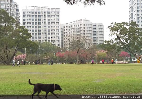 0314運動公園櫻花 (3).jpg