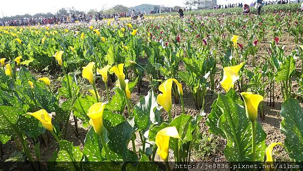 0403桃園彩色海芋節 (34).JPG